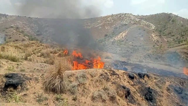 100 बीघा चरागाह जंगलात भूमि में लगी आग, वनस्पति व कूंचे जलकर खाक, बहुत से जीव जंतु भी जले, देखिए वीडियो...