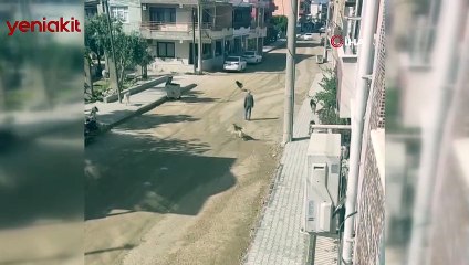 Sürü halinde gezen köpekler dehşeti yaşattı! O anlar anbean böyle kaydedildi
