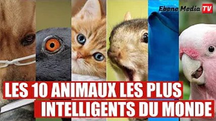 TOP 10 des animaux le plus intelligents du monde