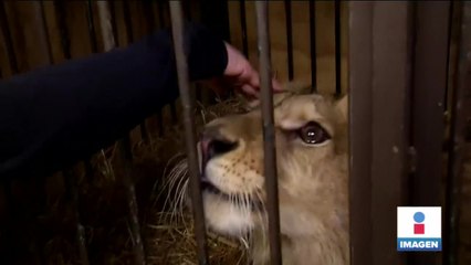 Kiro, el leoncito que deambulaba por Ecatepec y tenían de mascota