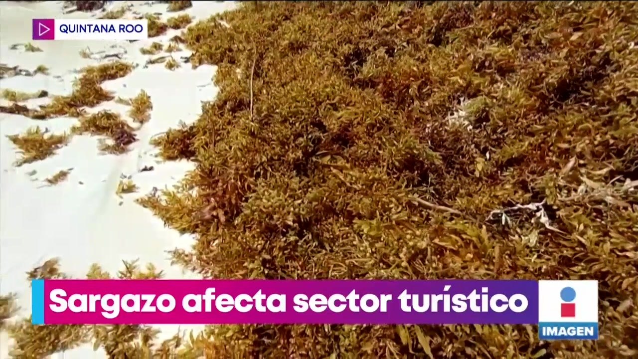 Sargazo no da tregua en Quintana Roo; afecta a servicios acuáticos