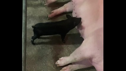 '치매 복제돼지' 대량 생산 기술 이전 / YTN