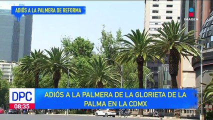 CDMX le dice adiós  a la palmera de la Glorieta de la Palma