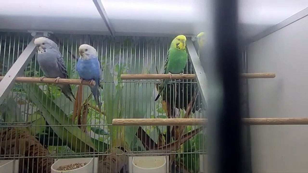 jardin oiseaux