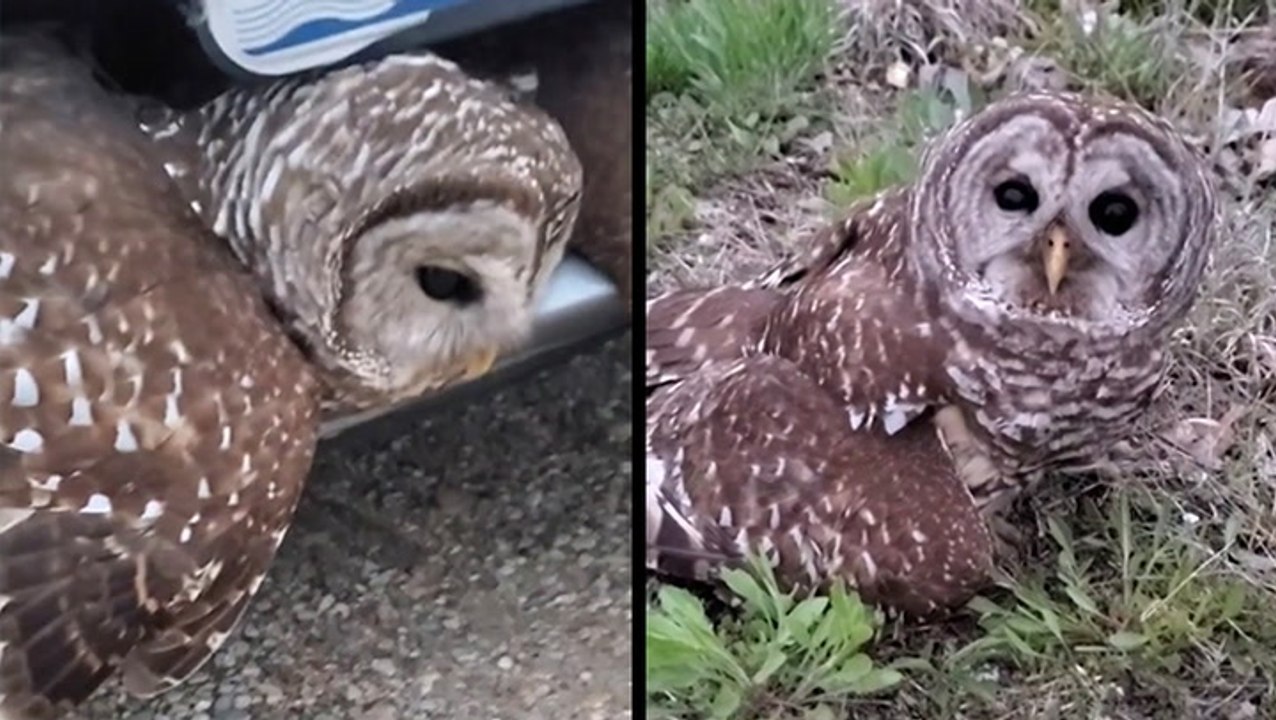 Owl Gets All Up In That Grill