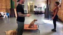 Leash reactive dog training- Dog reactivity training