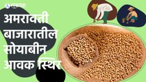 Soyabean Market: अमरावती बाजारातील सोयाबीन आवक स्थिर