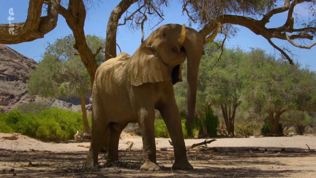 Les derniers paradis sauvages - Désert du Namib, entre dunes et océan_