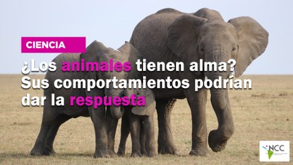 ¿Los animales tienen alma? Sus comportamientos podrían dar la respuesta