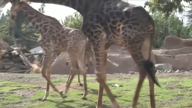 La jirafa Benito conquista el corazón de los turistas en el zoo de la ciudad chilena de Buin