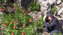 KAHRAMANMARAŞ - Ters laleler fotoğrafçıların rotası oldu