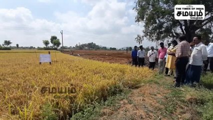 நெல் பயிர்களை அறுவடை செய்த கலெக்டர்; வியந்து பார்த்த அதிகாரிகள்!