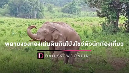 'พลายงวงทอง' ช้างป่าเขาใหญ่ เล่นดินกินโป่งโชว์ตัวนักท่องเที่ยว | HOTSHOT เดลินิวส์ 23/04/65