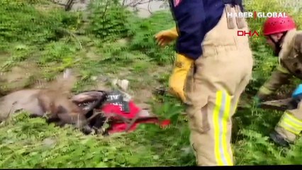 İstanbul Avcılar'da at ve martı kurtarma operasyonu