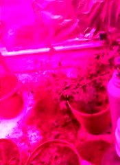 Kenevir yetiştirmek için evine düzenek kuran şüpheli yakalandı