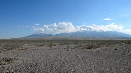 Yeşil arı kuşunun yaşam alanları ve beslenmesi araştırılıyor