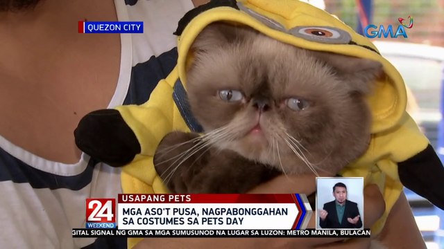 Mga aso't pusa, nagpabonggahan sa costumes sa Pets Day | 24 Oras Weekend