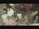 Wolves Eating a Deer: Part Two