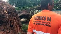 Temporal causa queda de árvore em residência de Umuarama