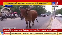 Government should free the state from stray bulls_ Porbandar MP Ramesh Dhaduk _ TV9News