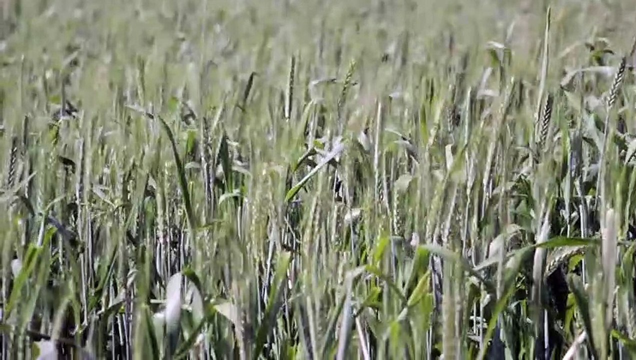 Relaxing Sound : Naturel Environment Desert & Fire & Rain On Window