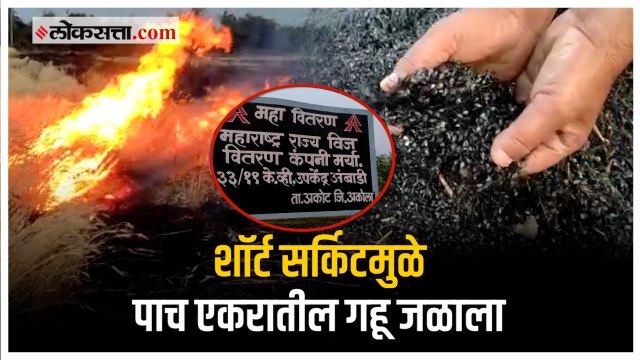महावितरणच्या गैरकारभारामुळे शेतकर्‍याच मोठ नुकसान; ५ एकरातील गहू जळून खाक