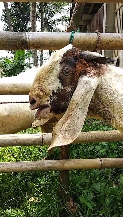 CRYING GOAT