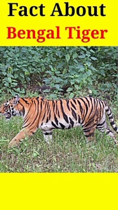 Fact about Royal Bengal Tiger  भारत का सबसे शक्तिशाली जानवर