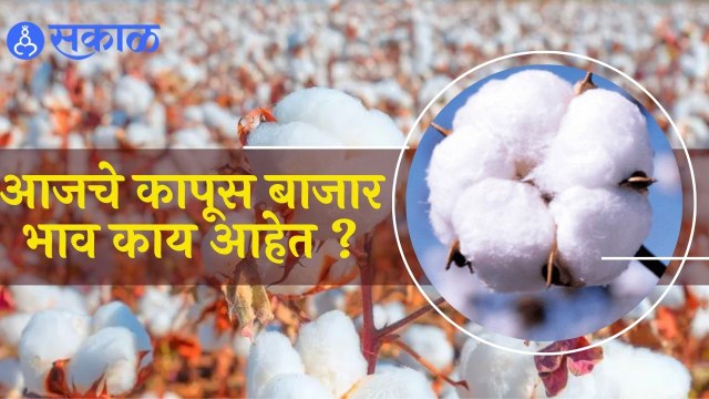 Prices of Cotton : आजचे Kapus Bajar Bhav काय आहेत? | Kapus Bajar Bhav | Sakal Media |