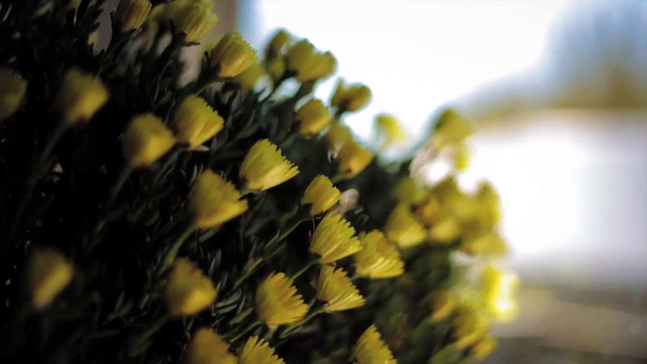 Relaxing Sound: in Silence White Noise & Heart Beat