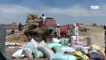 انطلاق موسم حصاد القمح بالشرقية .. الاكثر إنتاجا على مستوى الجمهورية بزراعة ٤٢٣ الف و222 فدان