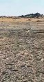 مواطنان يوثقان فيديو لغزال يتجوّل في منطقة برية بتيماء