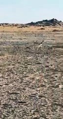 مواطنان يوثقان فيديو لغزال يتجوّل في منطقة برية بتيماء