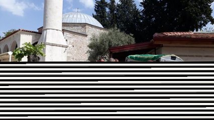 Kaplumbağaların "gönüllü annesi" Kaptan June yaşamını yitirdi