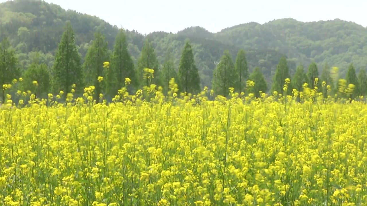 [영상] 완연한 봄을 알리는 유채꽃...낙동강 따라 "활짝" / YTN