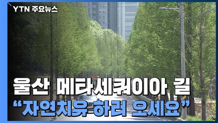 울산에도 메타세쿼이아 길.."자연치유 하러 오세요" / YTN