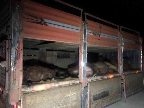 Iğdır'da otomobil koyun sürüsüne daldı, 20 koyun telef oldu