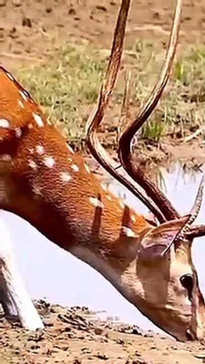 Animaux animal
