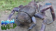 Tatus: one of the biggest landcrabs in the world | Born to be Wild