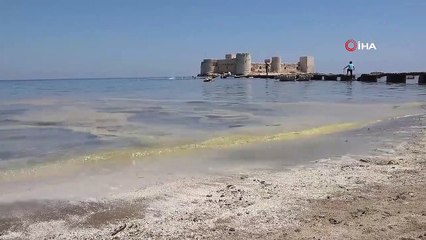 Müsilaj zannedildi… Binlerce arı telef oldu