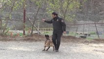 Hakkari'de narkotik dedektör köpekler polisin en büyük destekçisi oldu