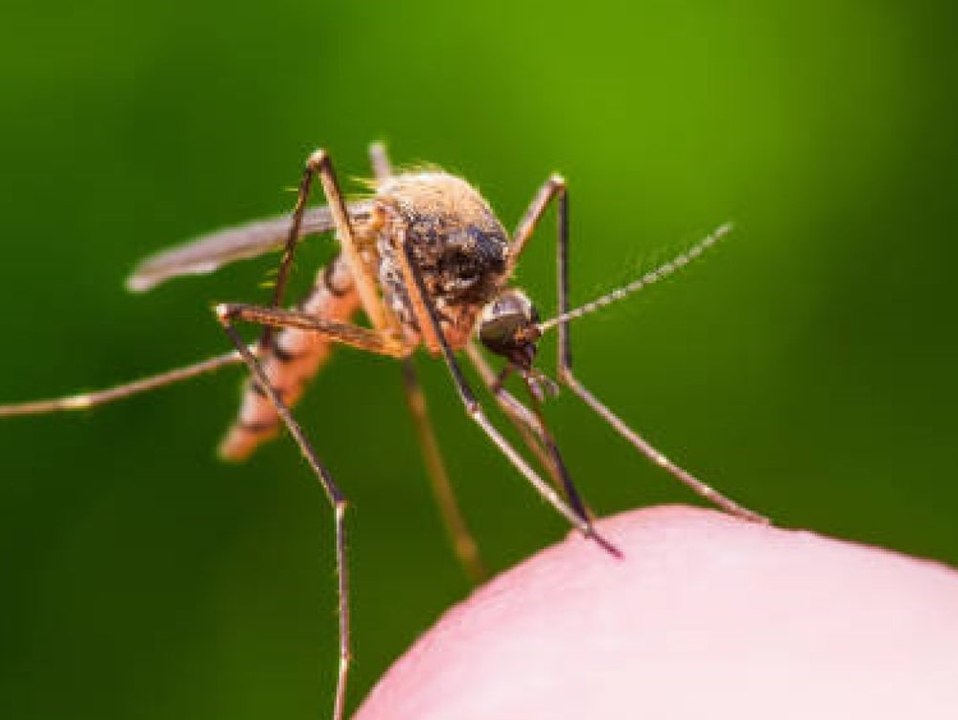 Ohne Chemie! Diese Pflanzen vertreiben Ungeziefer
