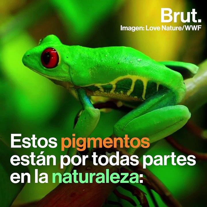 Azul: el color menos común en la naturaleza 