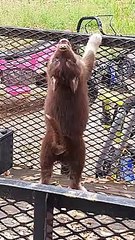 Rare Red Husky Pup Doing the Standup Reverse Howl