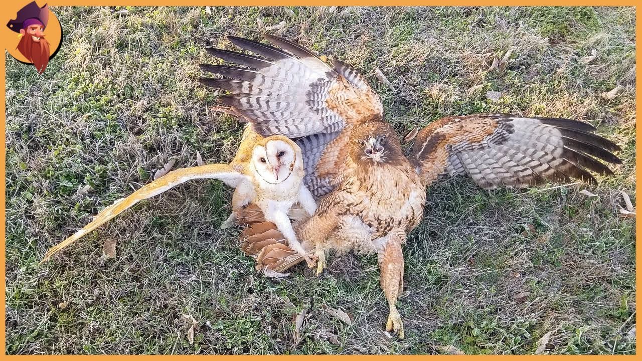 Eagles VS Owls , can you Imagine that Eagles fear Owls! video Dailymotion