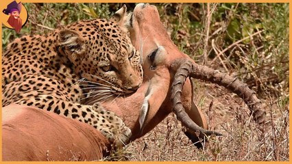 see what happen when predators got hungry , hunger drives them crazy