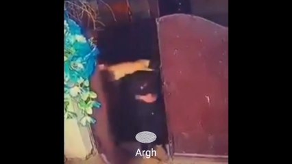 Kompilasi Video Lucu 25 April 2022