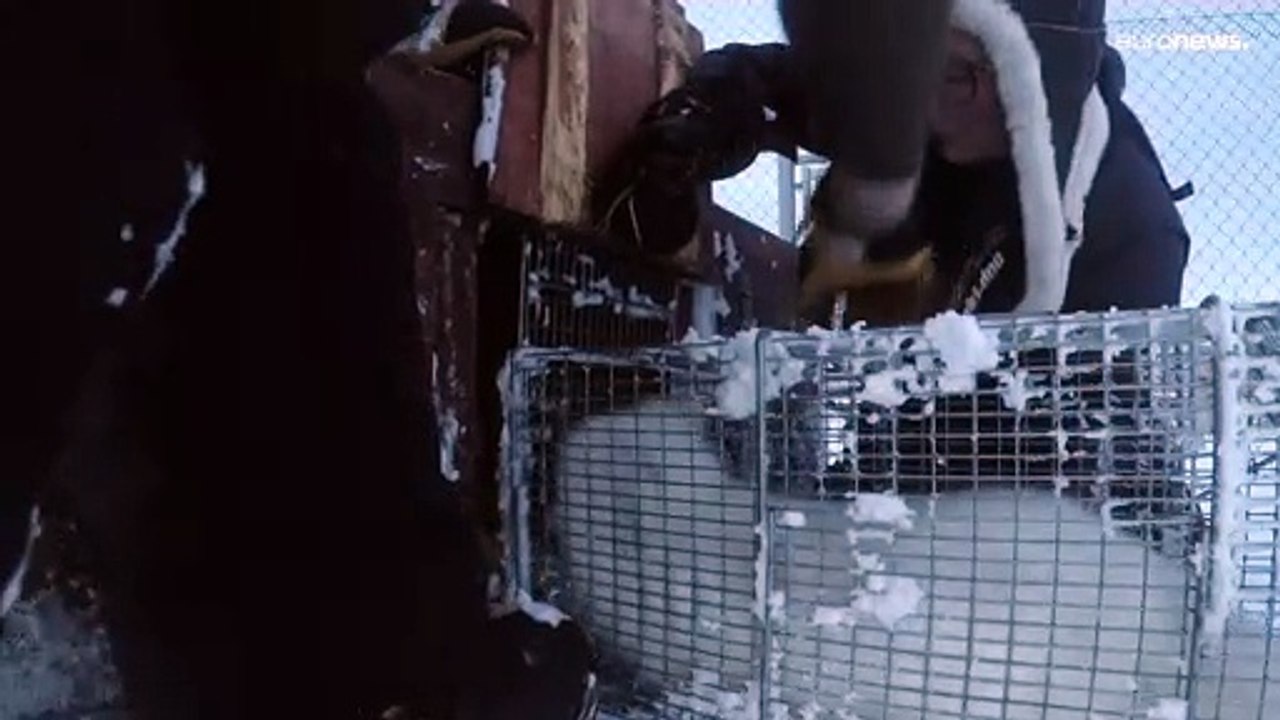 Norwegen: Hoffnung für den Polarfuchs