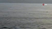 Hatay'da sahile yaklaşan köpek balıkları görüntülendi