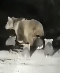 TOKAT'TA ANNE AYI 4 YAVRUSUYLA GÖRÜNTÜLENDİ